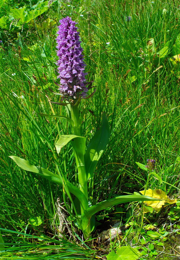 Image of genus Dactylorhiza specimen.