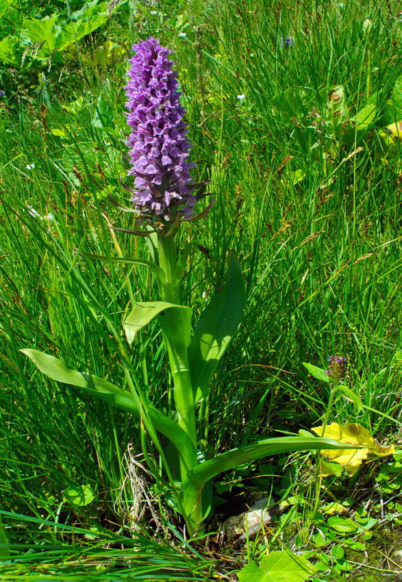 Изображение особи род Dactylorhiza.