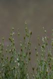 Juncus bufonius