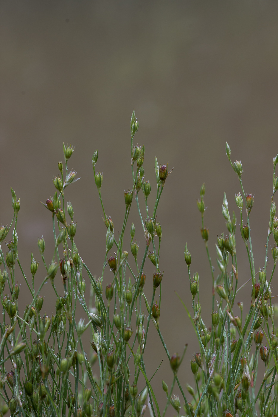 Image of Juncus bufonius specimen.