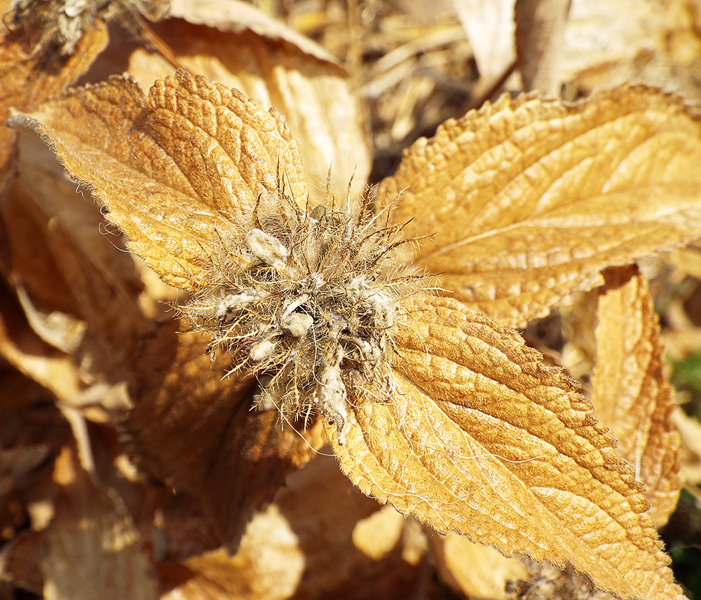 Image of Phlomis taurica specimen.