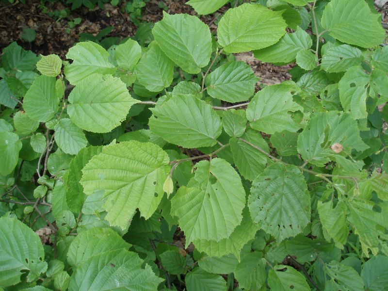 Image of Corylus avellana specimen.