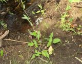 Sium sisaroideum