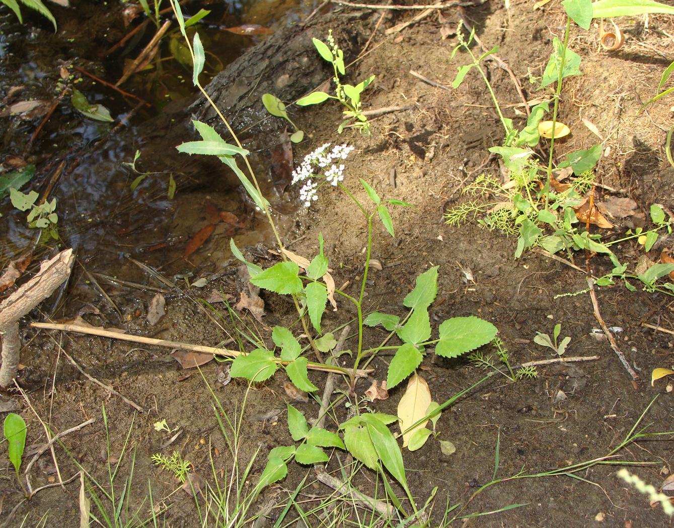 Image of Sium sisaroideum specimen.