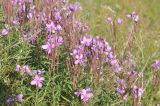 Chamaenerion colchicum. Верхушки цветущих и плодоносящих побегов. Грузия, Казбегский муниципалитет, долина руч. Чаухицхали, окр. с. Джута, ≈ 2300 м н.у.м, луг. 31.07.2018.