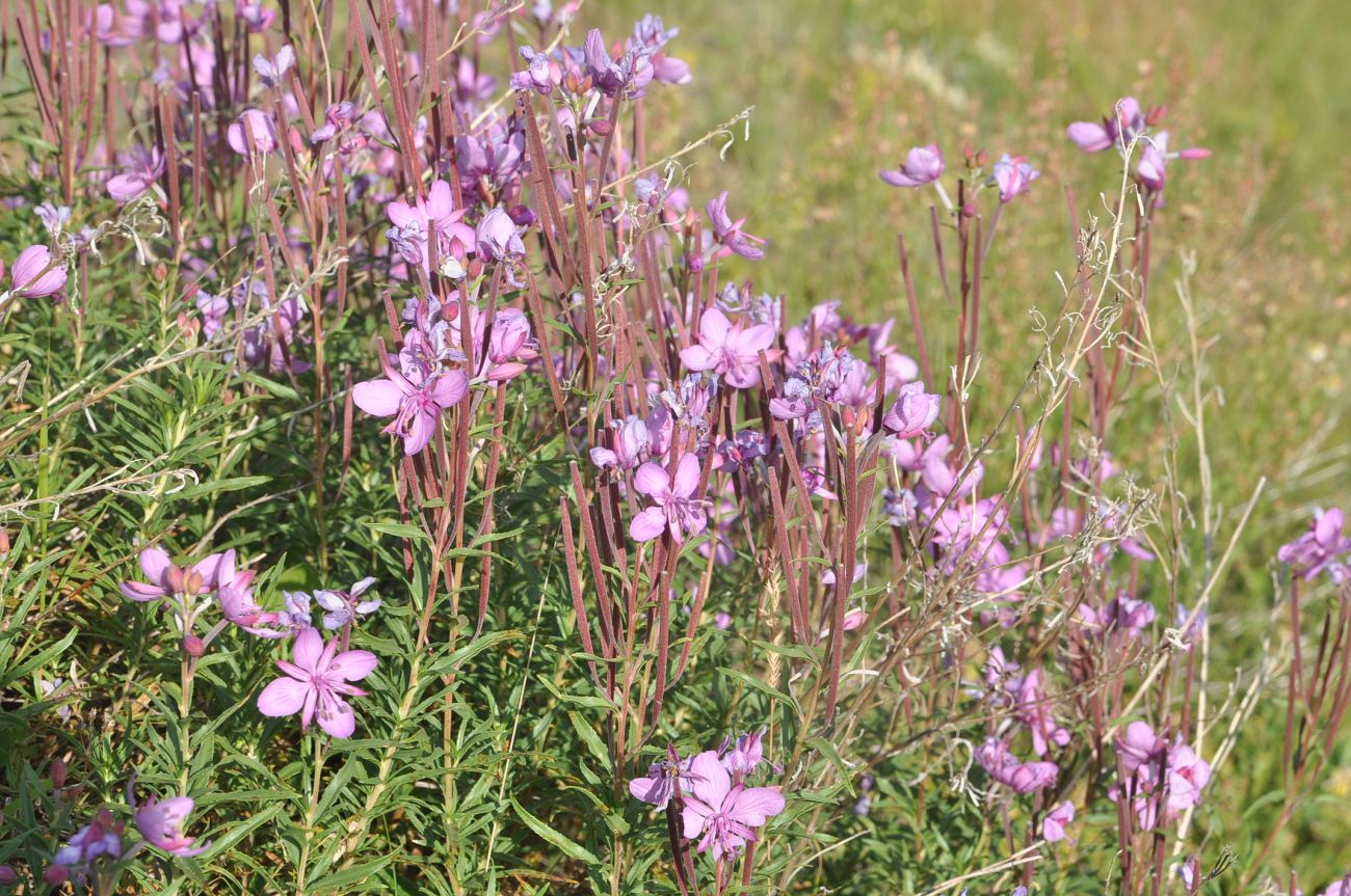 Image of Chamaenerion colchicum specimen.