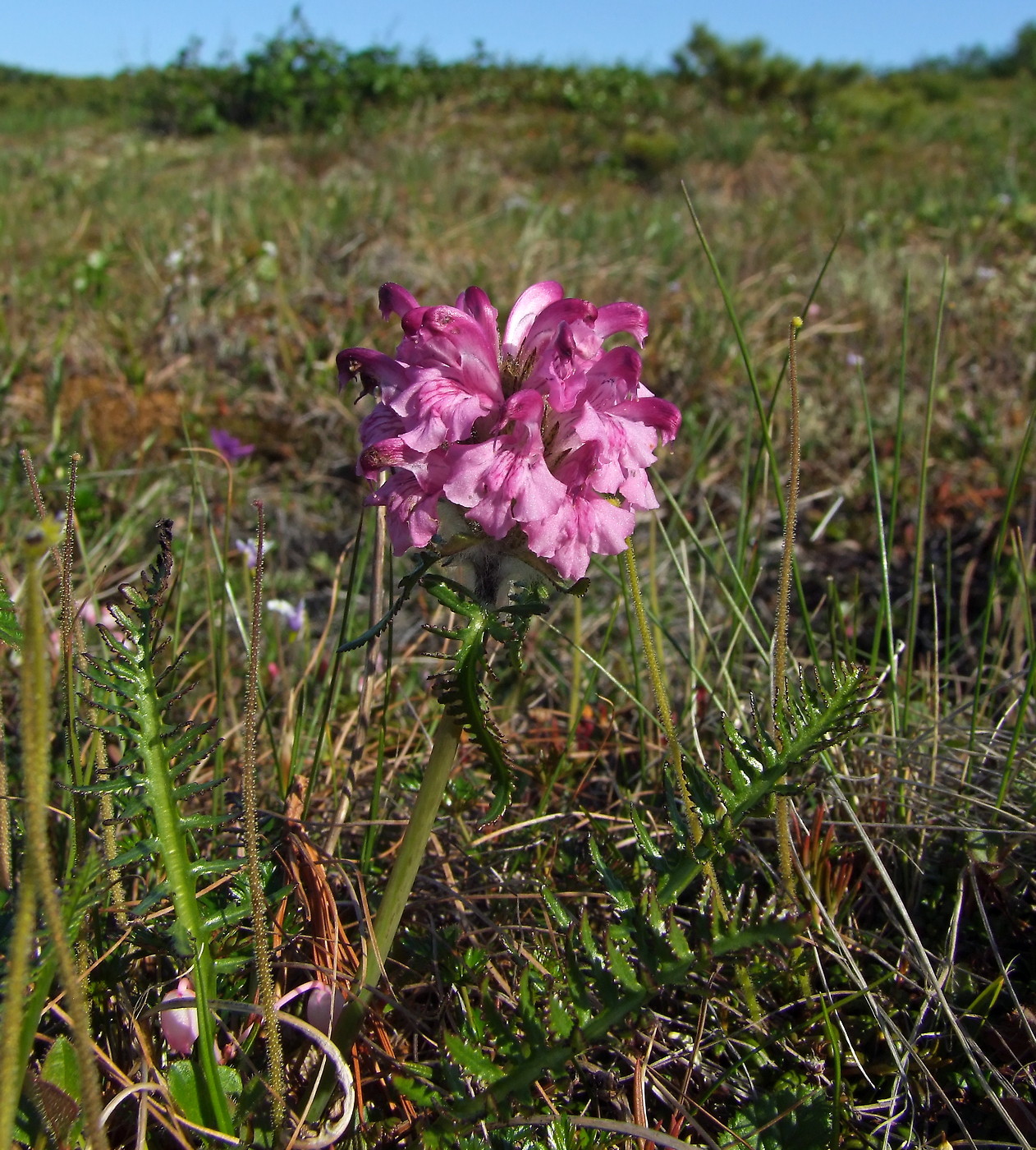 Изображение особи Pedicularis interioroides.