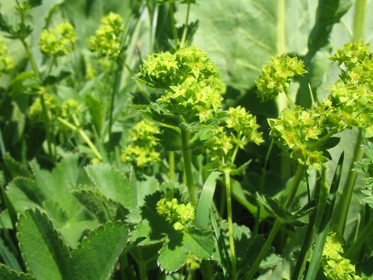 Image of Alchemilla retropilosa specimen.