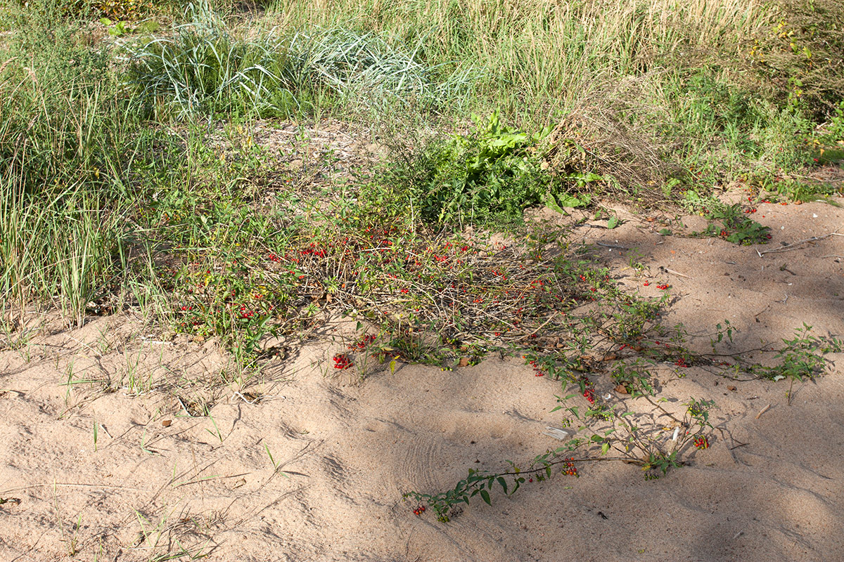 Image of Solanum dulcamara specimen.