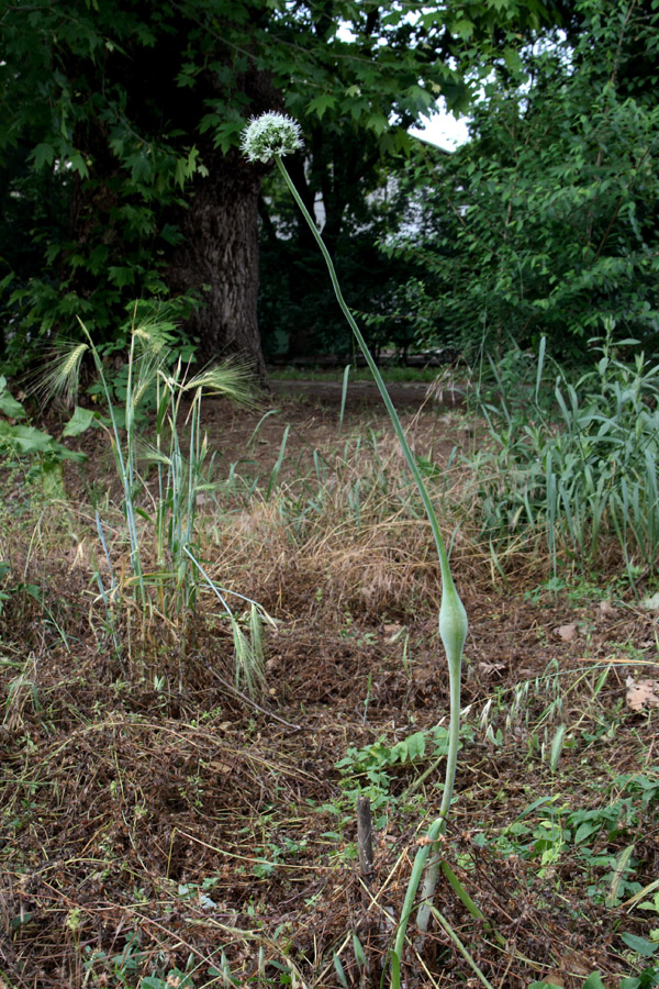 Image of Allium oschaninii specimen.