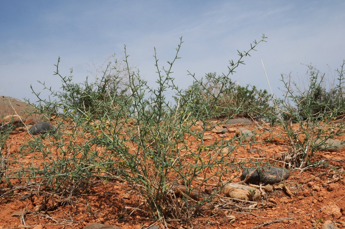 Image of Asparagus breslerianus specimen.