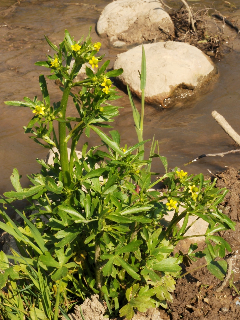 Image of Ranunculus sceleratus specimen.