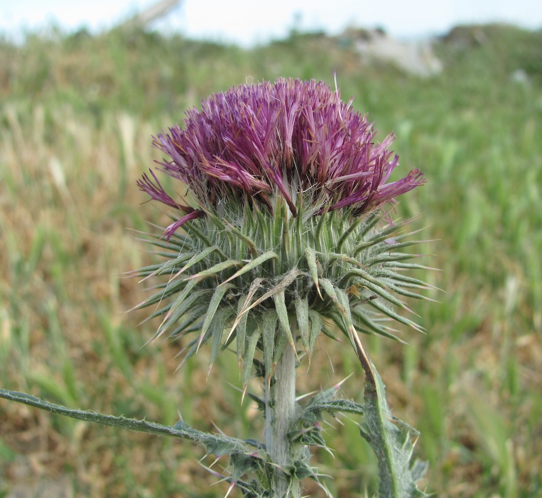 Image of genus Carduus specimen.