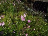 Epilobium hornemannii