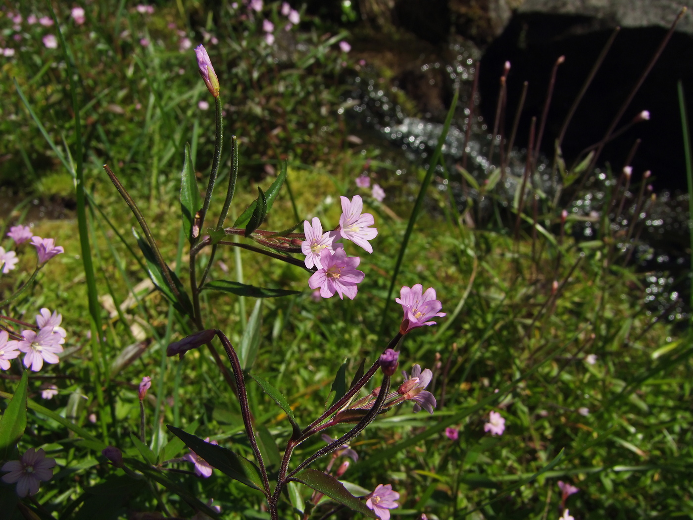 Изображение особи Epilobium hornemannii.