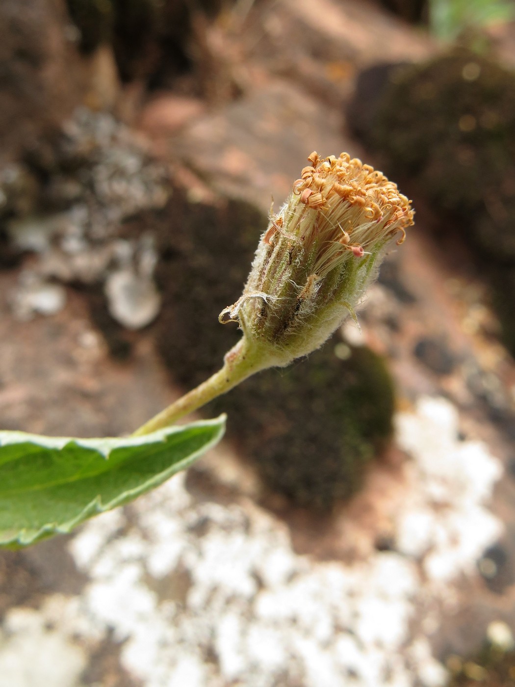 Image of Erigeron amorphoglossus specimen.