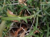 Cichorium spinosum