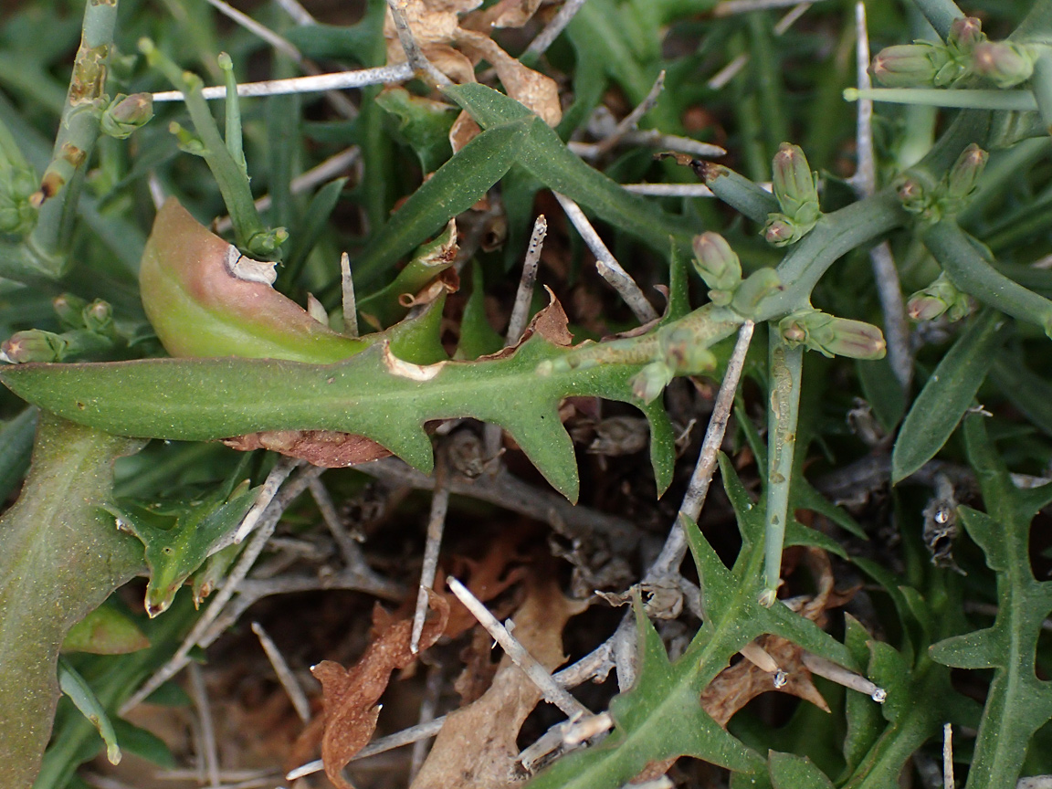 Изображение особи Cichorium spinosum.