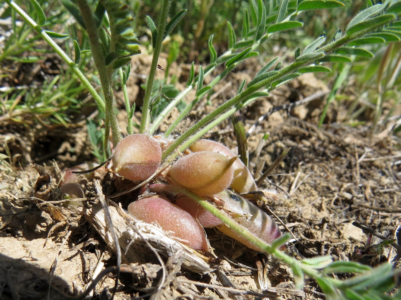 Image of Astragalus atrovinosus specimen.
