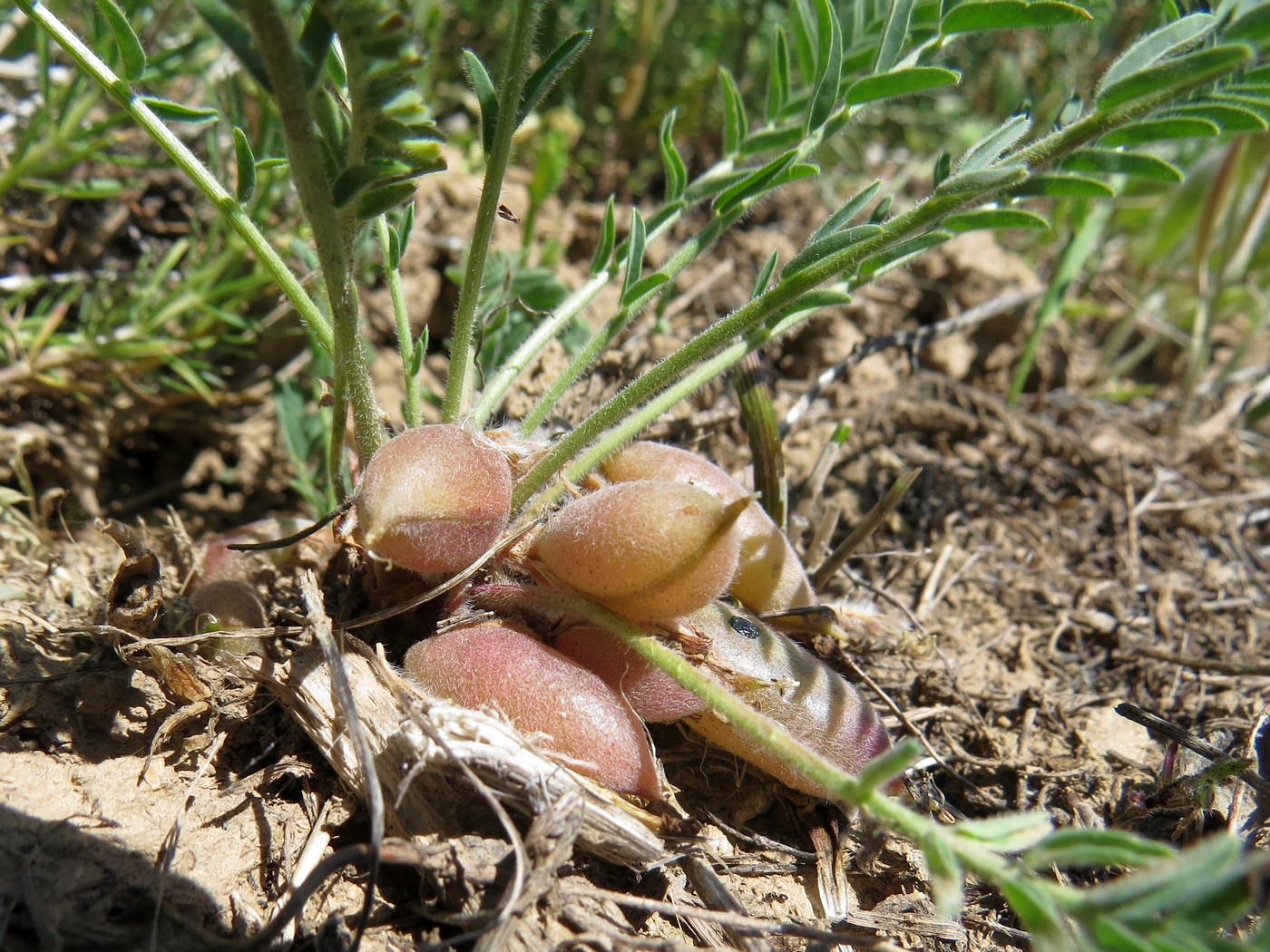 Изображение особи Astragalus atrovinosus.