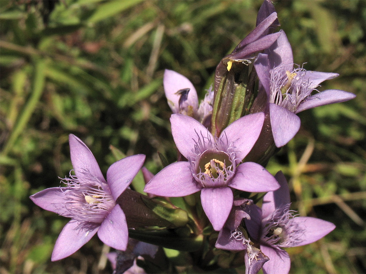 Изображение особи Gentianella amarella.