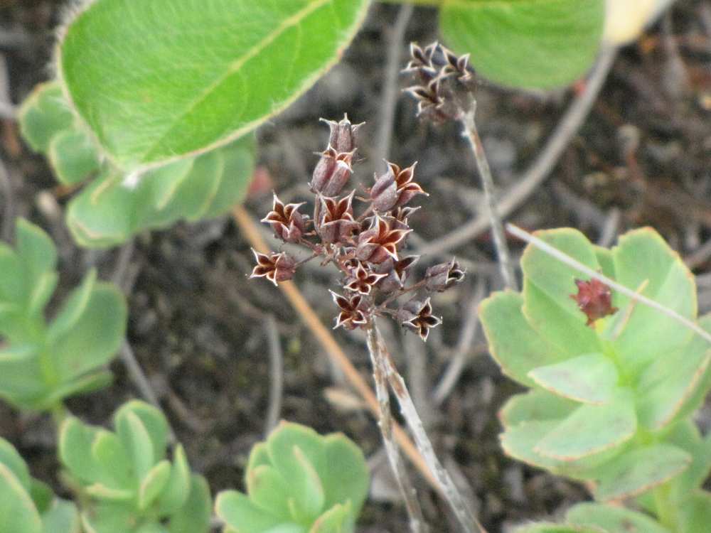 Image of Rhodiola integrifolia specimen.