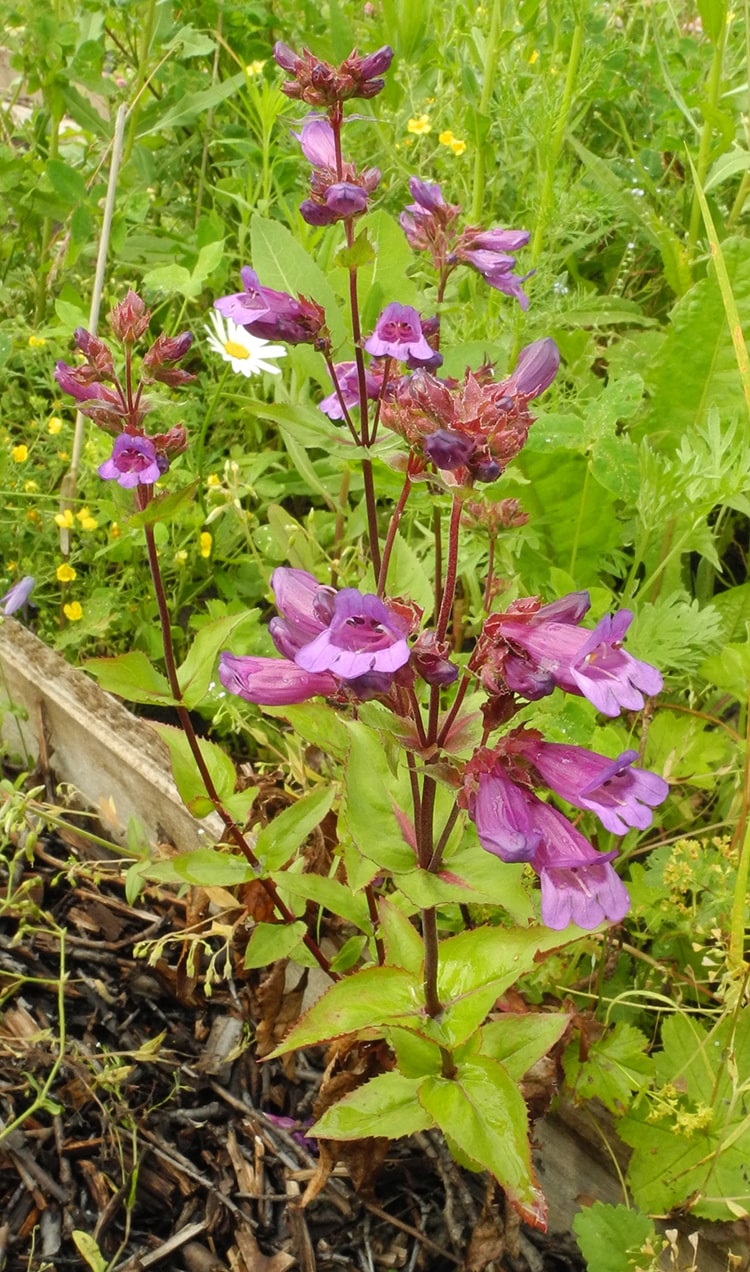 Изображение особи Penstemon serrulatus.