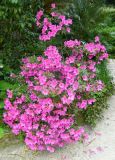 Rhododendron obtusum
