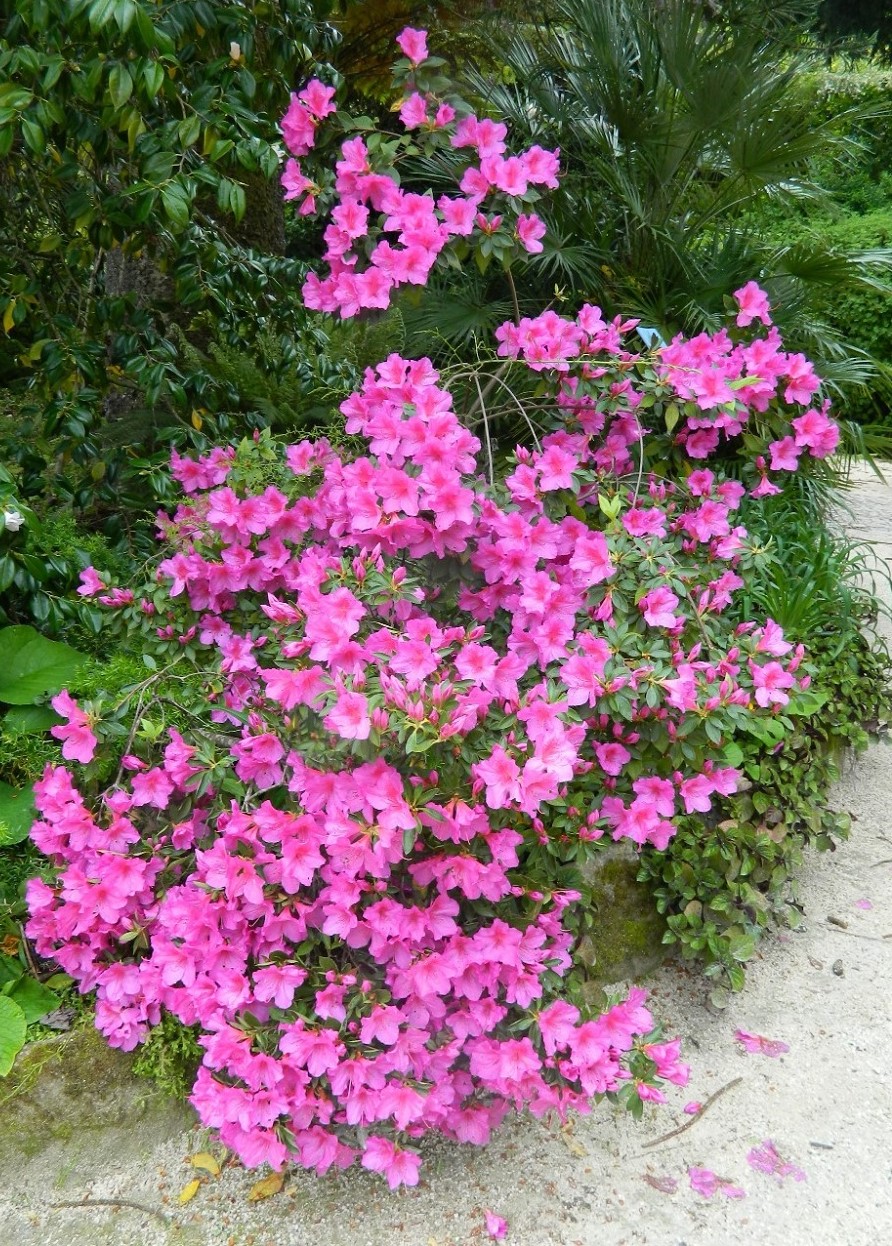 Image of Rhododendron obtusum specimen.