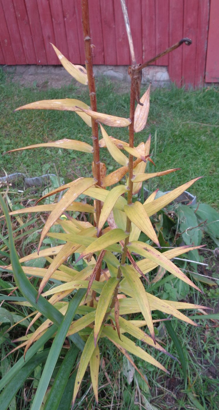 Image of Lilium lancifolium specimen.