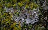 genus Peltigera. Слоевище. Пермский край, Лысьвинский р-н, окр. с. Кын-завод, гора Мёрзлая, обнажение известняков. 23.09.2018.