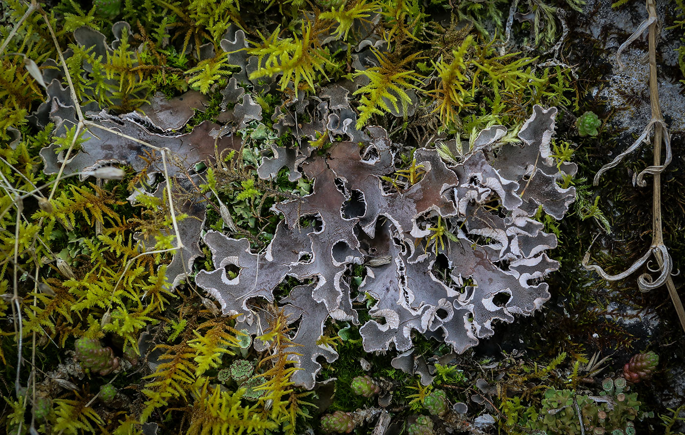 Image of genus Peltigera specimen.