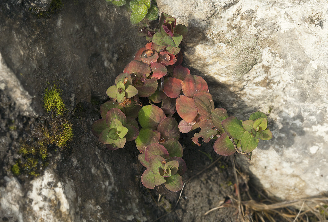 Image of Hypericum bithynicum specimen.