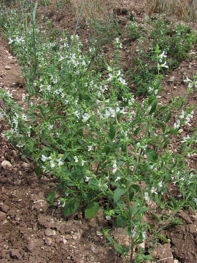 Image of Stachys annua specimen.