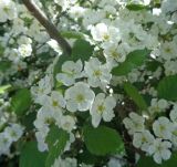 Crataegus submollis. Соцветия и листья. Тверская обл., г. Тверь, Заволжский р-н, пос. Киселёво, в культуре у частного дома. 16.05.2019.