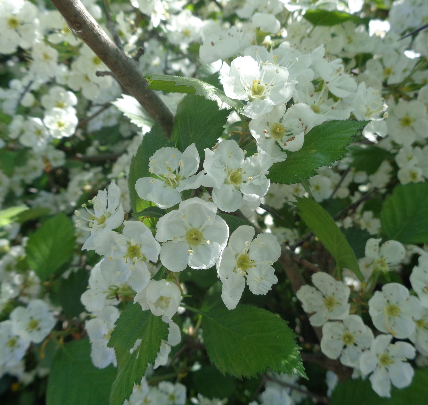 Image of Crataegus submollis specimen.