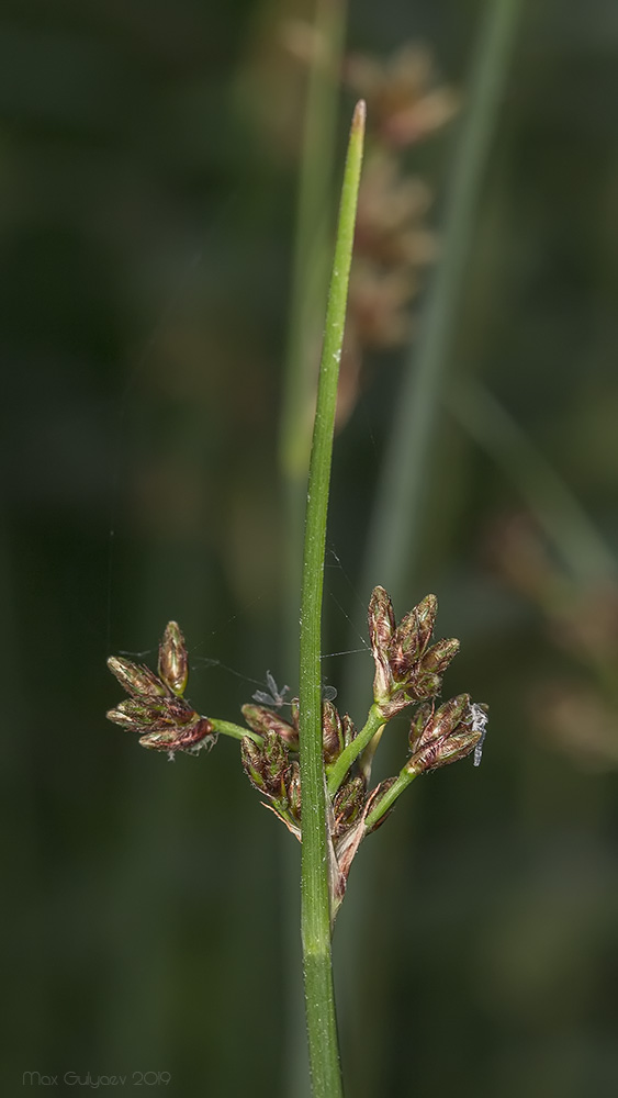 Изображение особи Schoenoplectus lacustris.