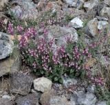 Scutellaria cypria