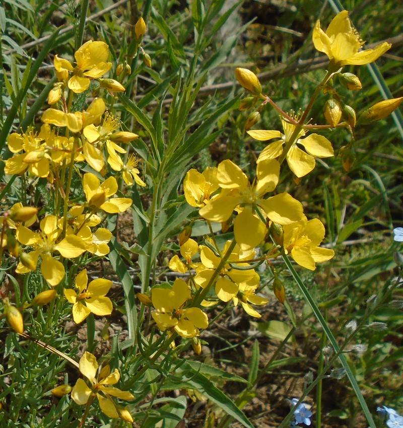 Image of Hypericum lydium specimen.