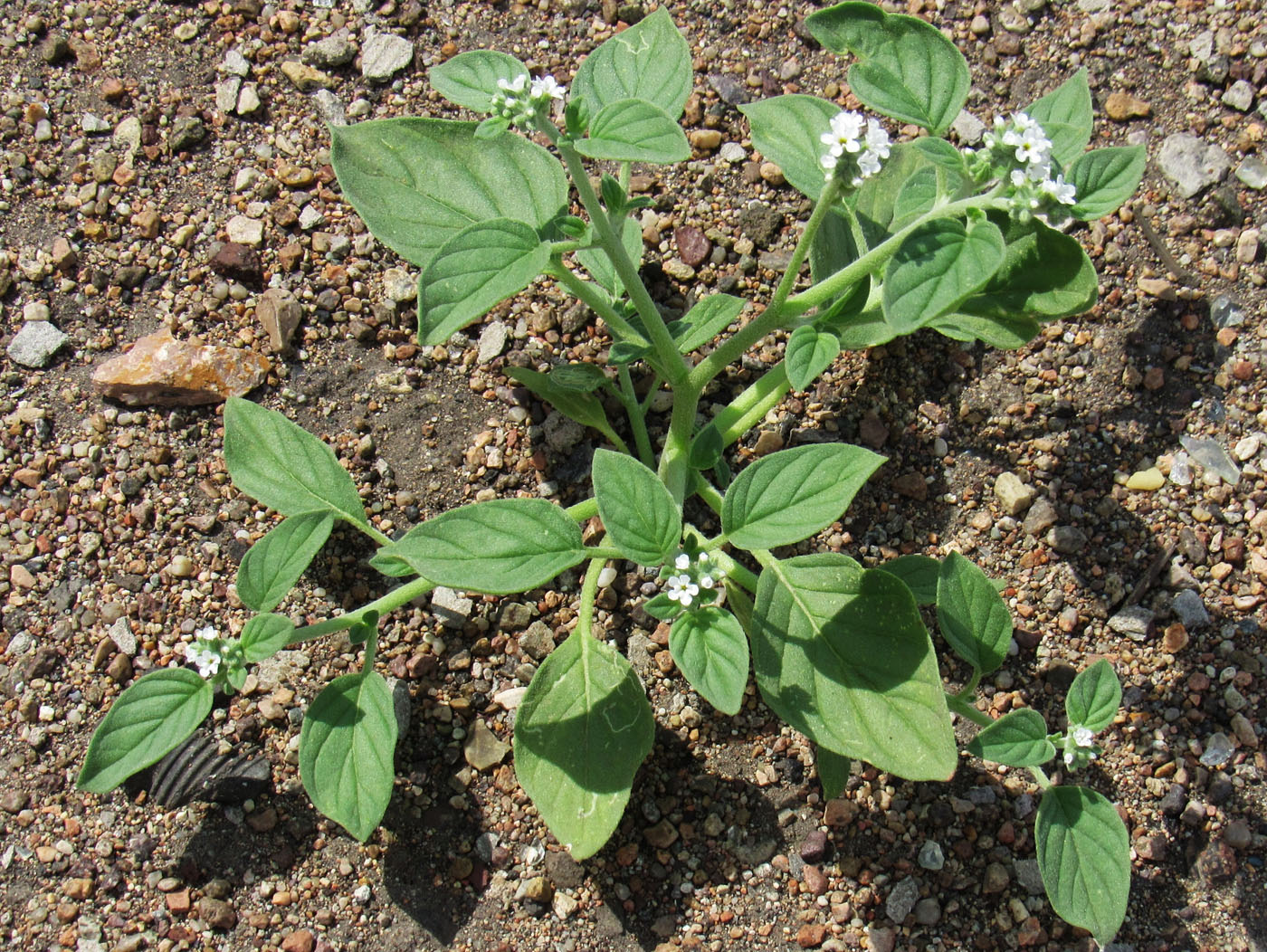 Изображение особи Heliotropium ellipticum.