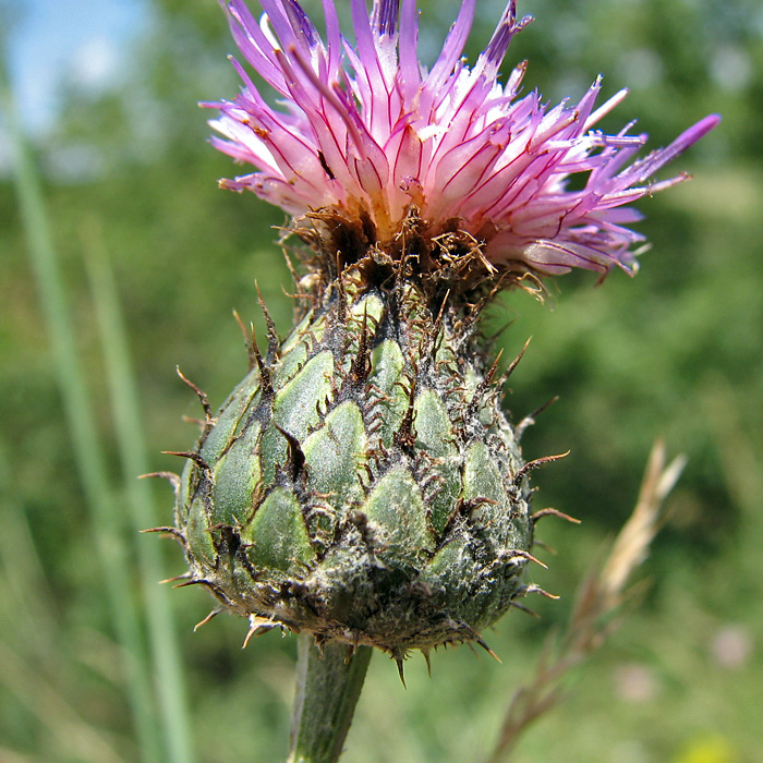 Image of Centaurea apiculata specimen.