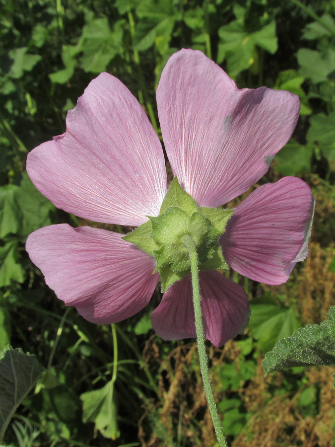 Image of Malva thuringiaca specimen.