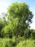 Salix rorida