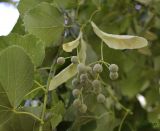 Tilia platyphyllos