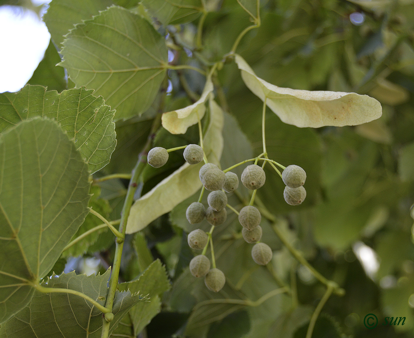 Изображение особи Tilia platyphyllos.