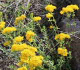 Hypericum scabrum