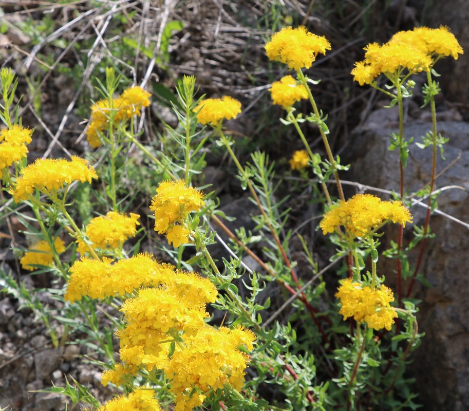 Изображение особи Hypericum scabrum.