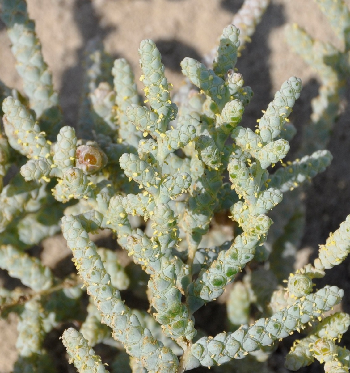 Image of Halopeplis amplexicaulis specimen.