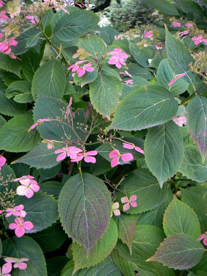 Image of Hydrangea macrophylla ssp. serrata specimen.