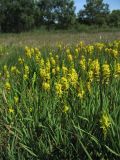Narthecium ossifragum. Цветущие растения. Нидерланды, провинция Drenthe, окр. населённого пункта Donderen, окраина частично осушенного верхового болота. 5 июля 2009 г.